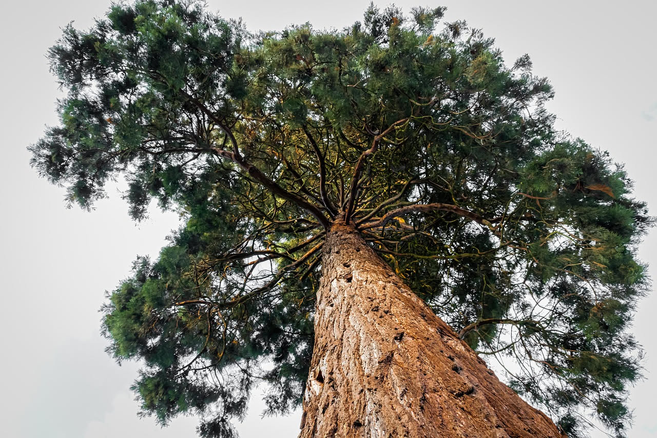 La sequoia gigante: quando l'albero più grande della Terra arriva dall'America