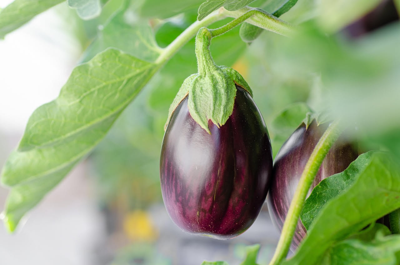 Melanzane in vaso: come coltivarle sul balcone