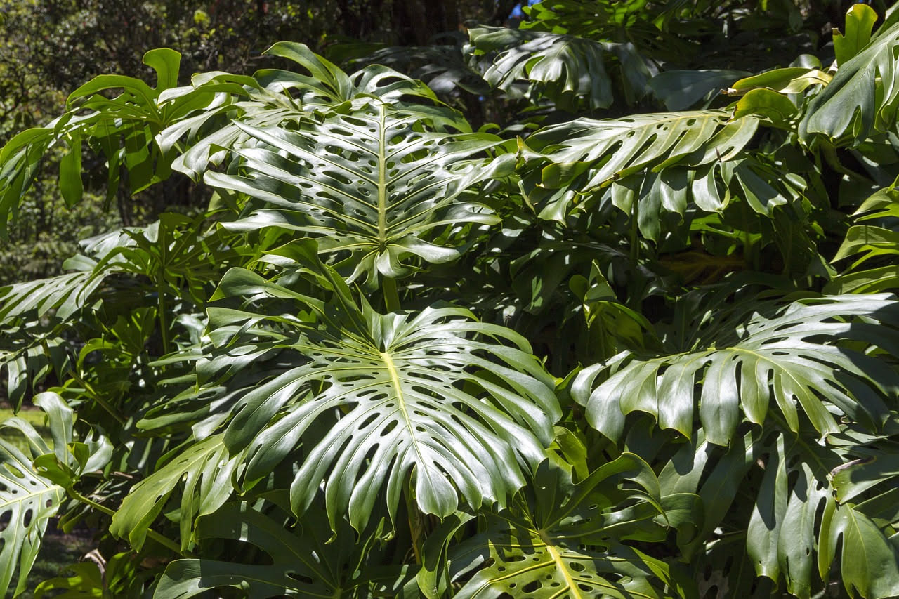 Monstera: come curarla per ottenere foglie grandi e rigogliose