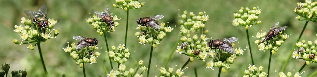 Foglia verde di pianta d'interno con afidi neri e sapone molle giallo in flacone spray su sfondo bianco