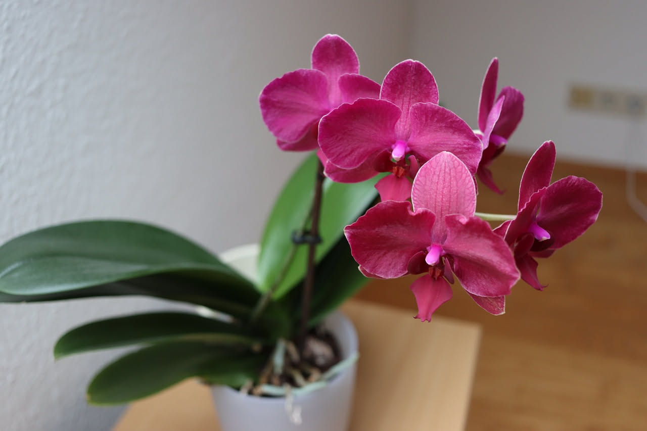 Orchidea Phalaenopsis con fiori fucsia e bianchi in vaso trasparente di vetro con radici aeree visibili, posizionata su un davanzale luminoso con luce naturale diffusa