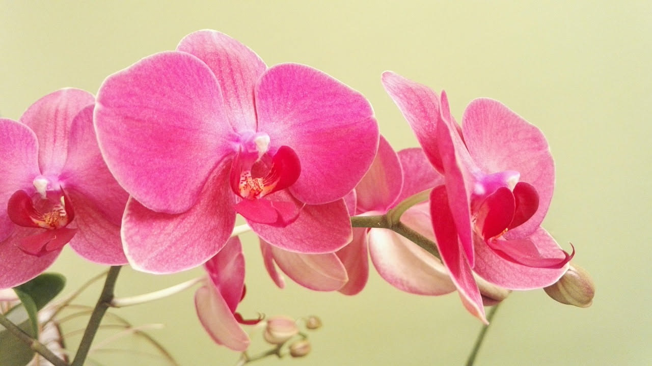 Orchidea phalaenopsis: come curarla e farla rifiorire