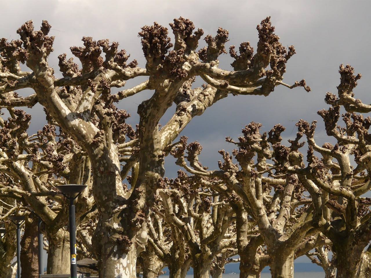 Foglia d'albero danneggiata da parassiti esotici con gallerie scavate, ingiallimenti e zone necrotiche su sfondo di rami con corteccia screpolata in un parco cittadino