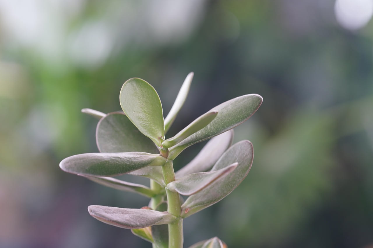 Peperomia: come curarla in casa con successo