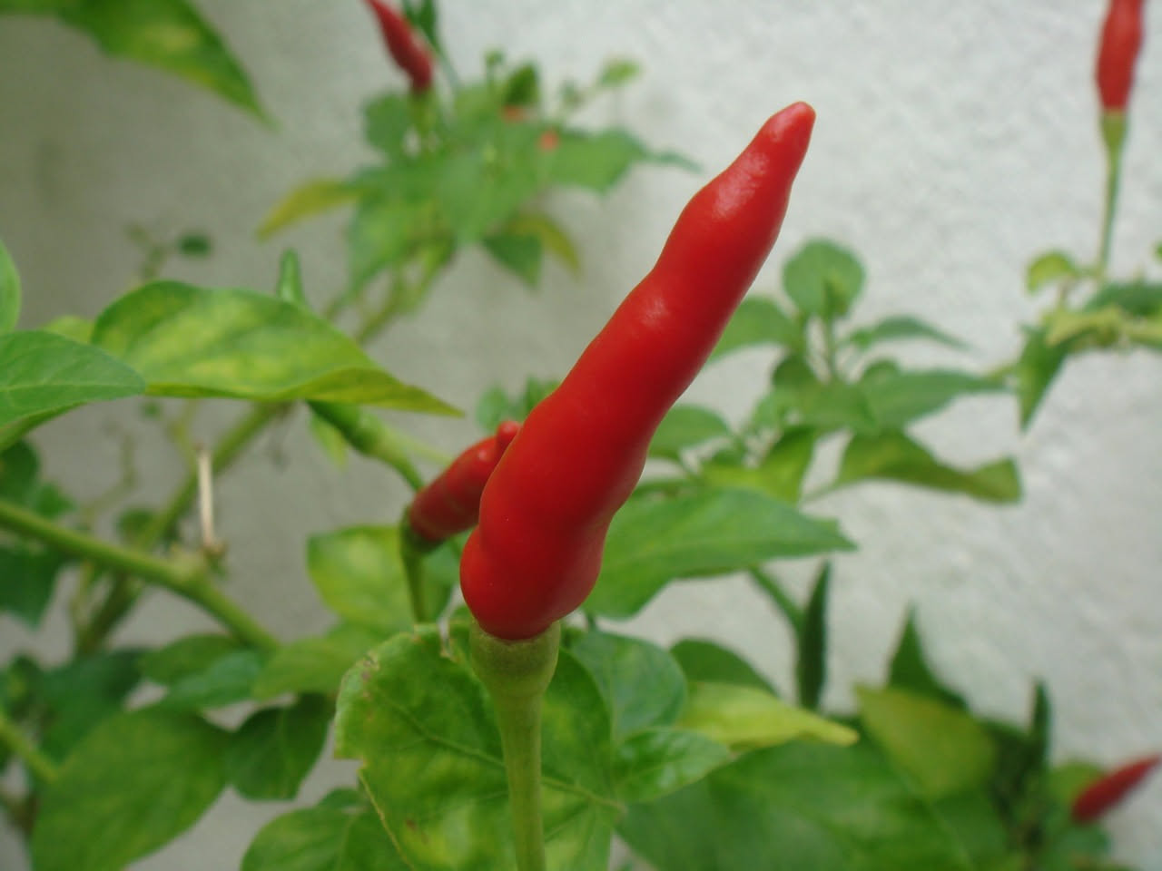 Peperoncino sul balcone: come coltivarlo in vaso