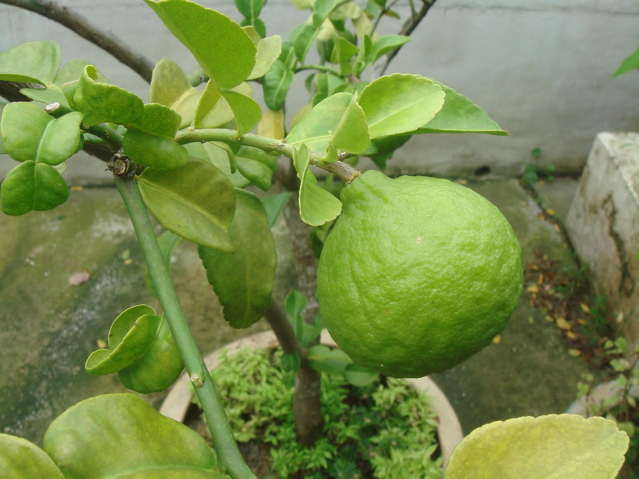 Pianta di limone in vaso: come coltivarla e avere frutti