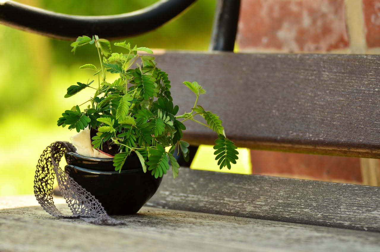 Piante che riducono il cortisolo: il verde contro lo stress