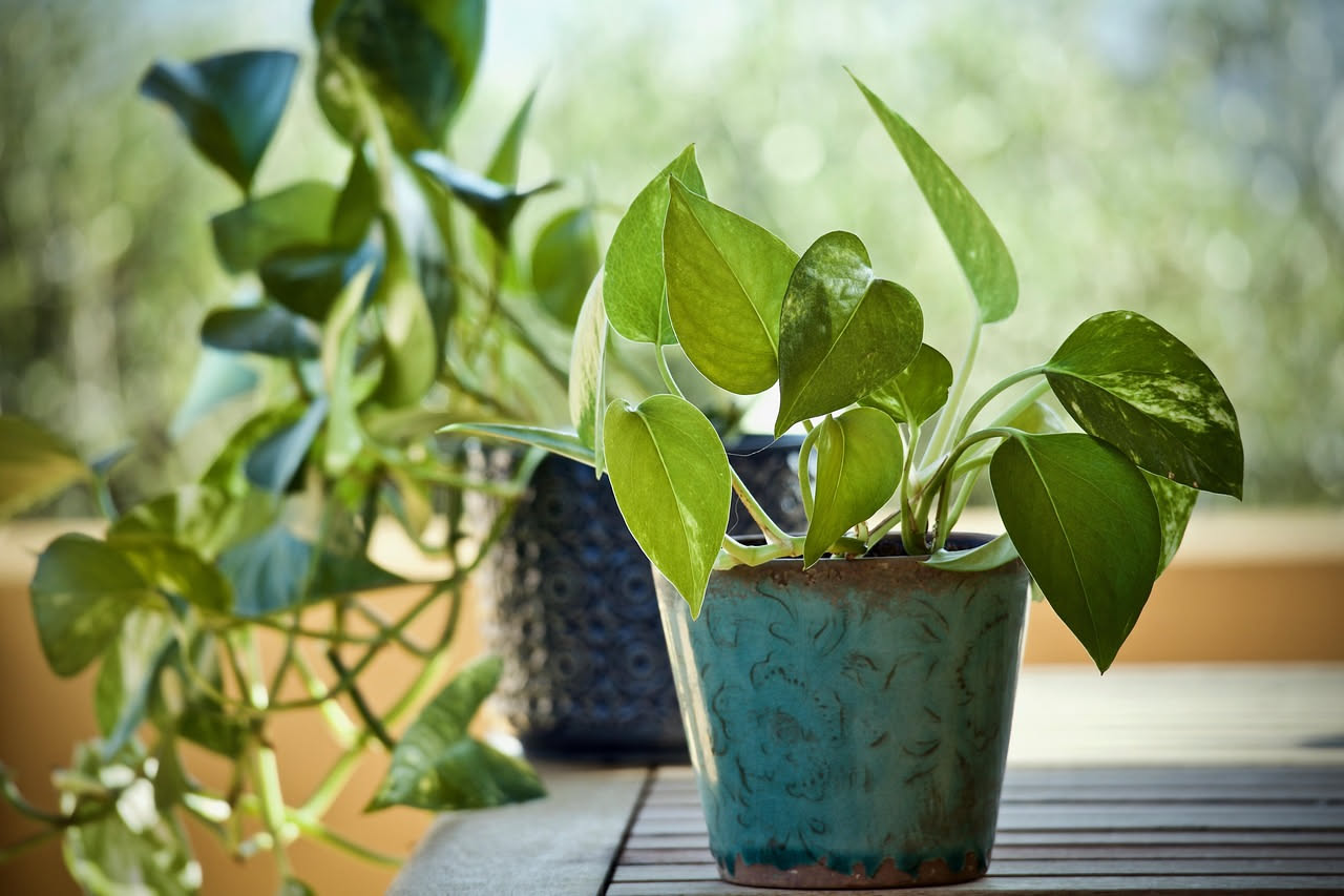 Sette vasi con piante da appartamento diverse su un davanzale: Pothos, Sansevieria, Zamioculcas, Dracaena, Edera, Philodendron e Aglaonema in luce naturale
