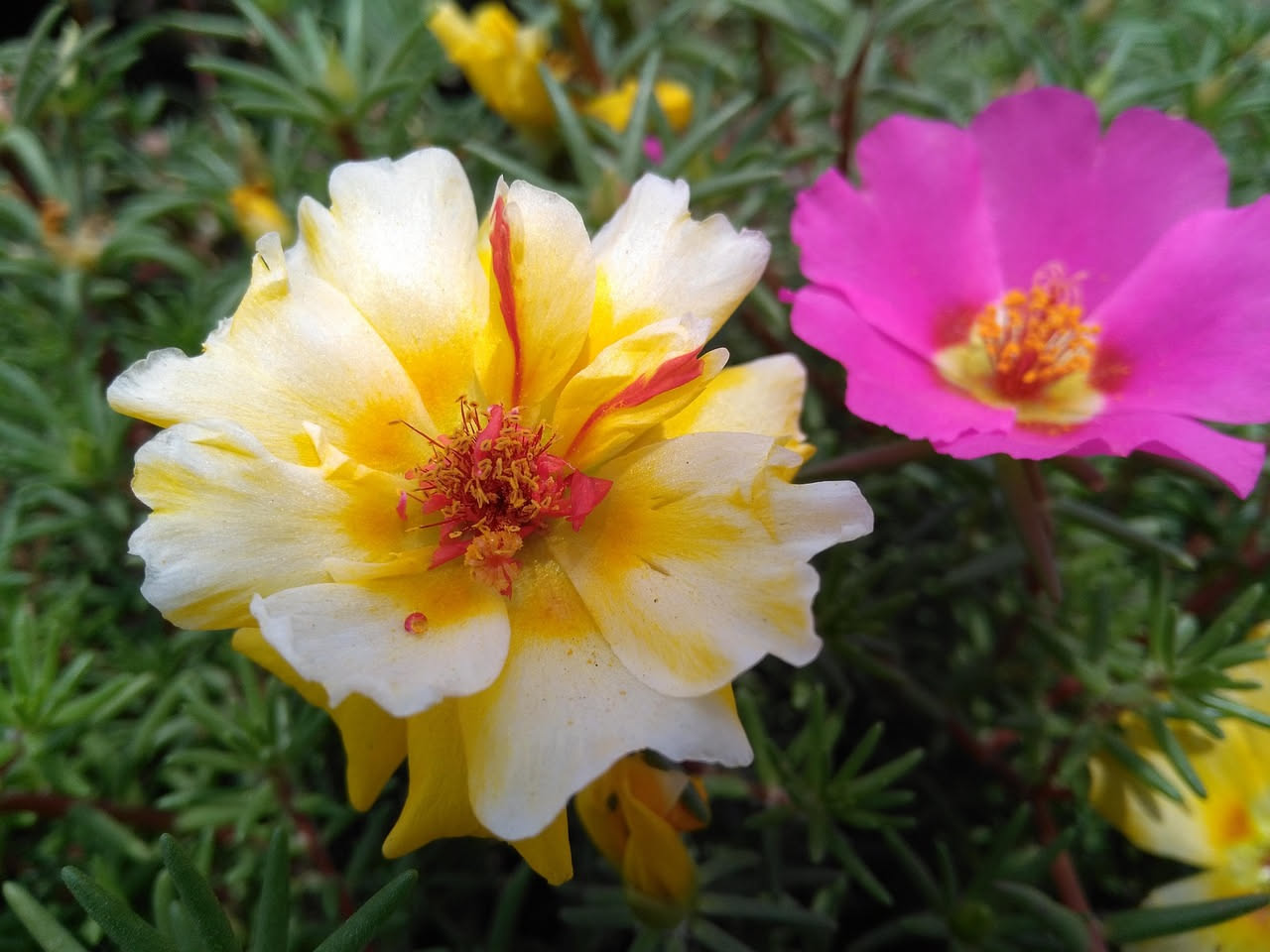 Portulaca: come coltivarla in vaso e in giardino