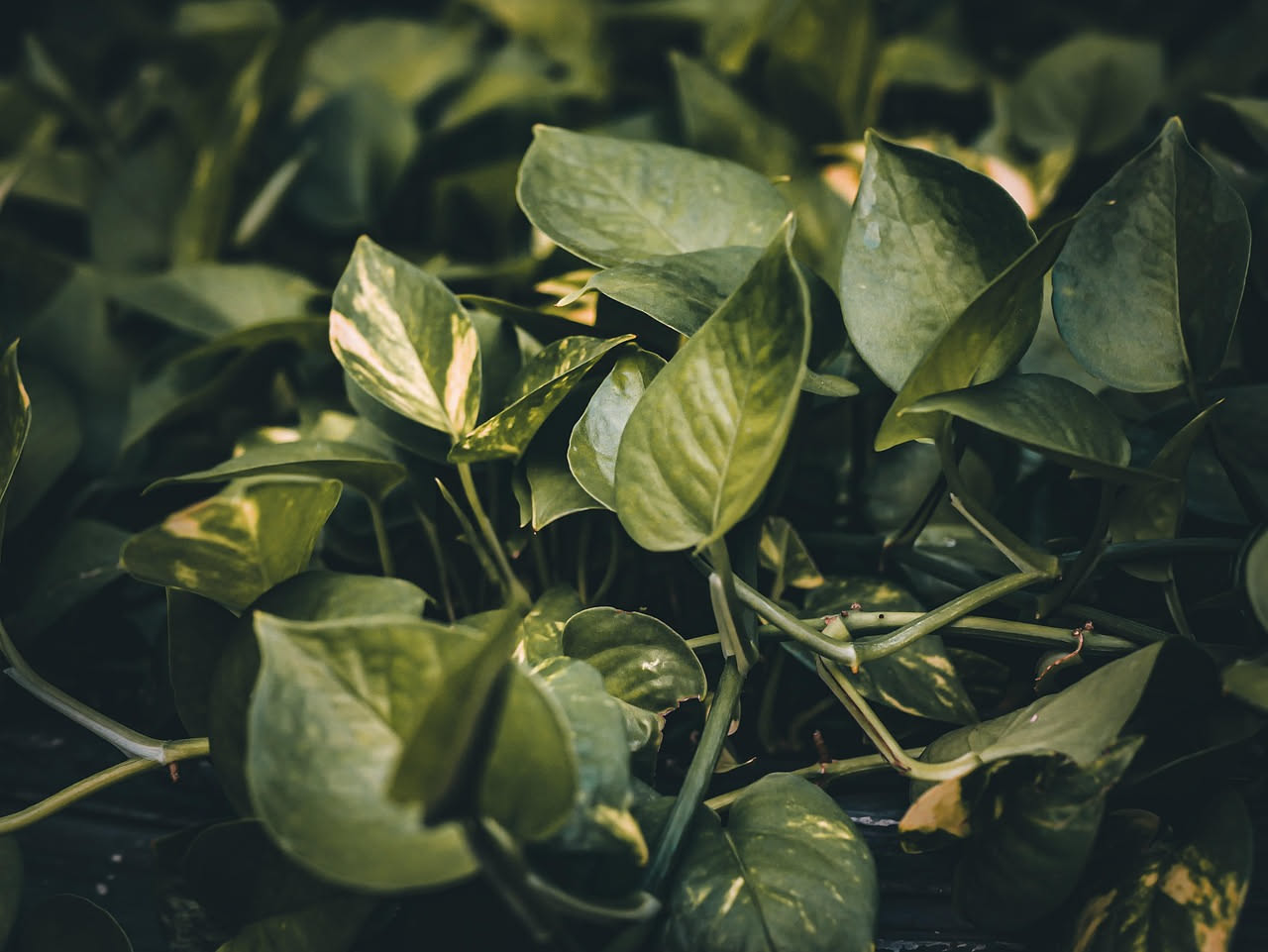 Pothos: come curarlo e mantenerlo rigoglioso