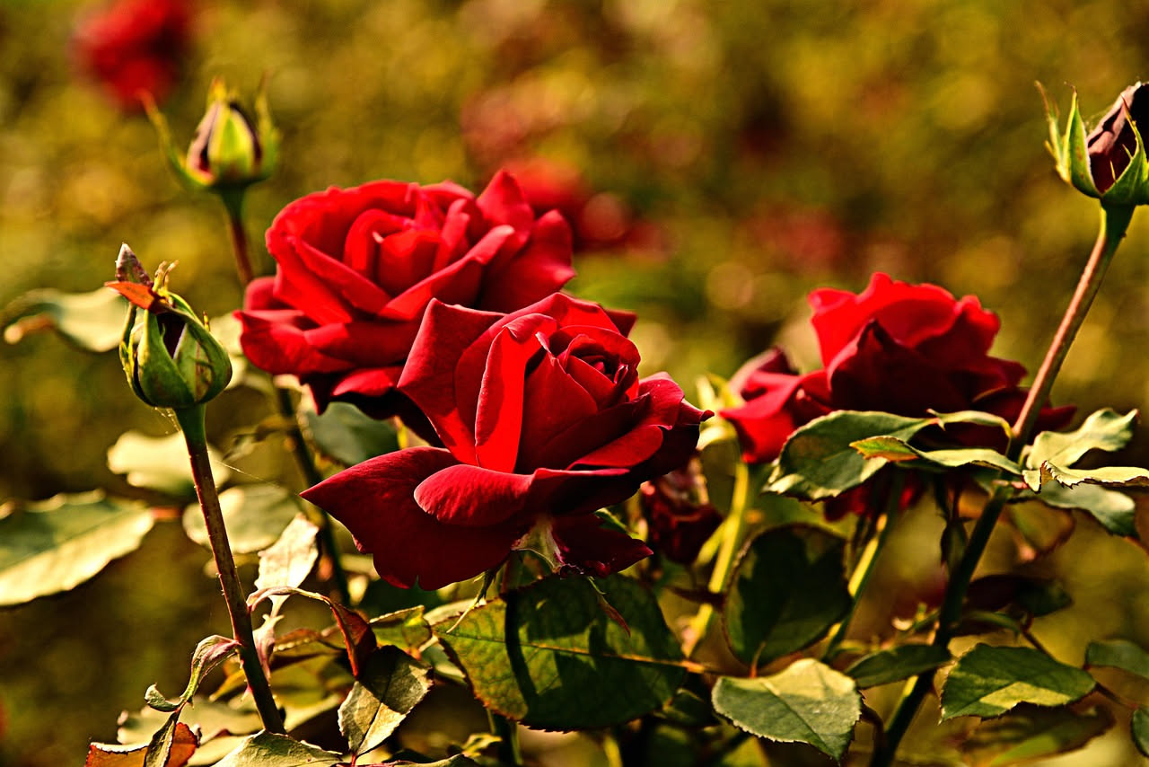 Rose in vaso: come coltivarle e farle durare a lungo