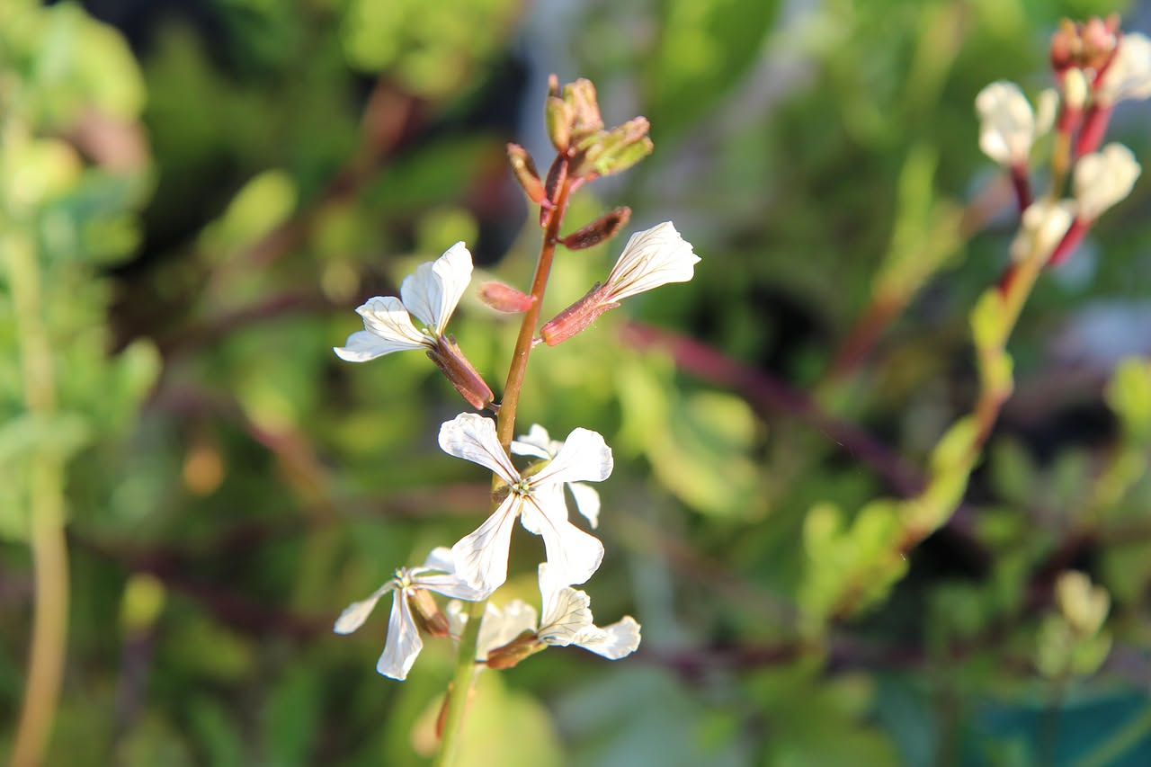 Rucola in casa: come coltivarla sul balcone e in vaso