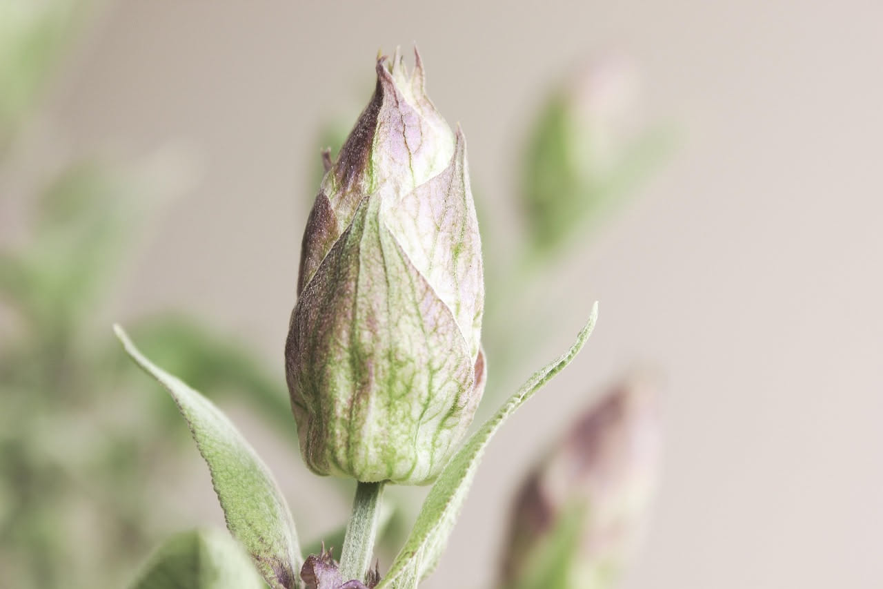 Salvia: come coltivarla nell'orto e in vaso
