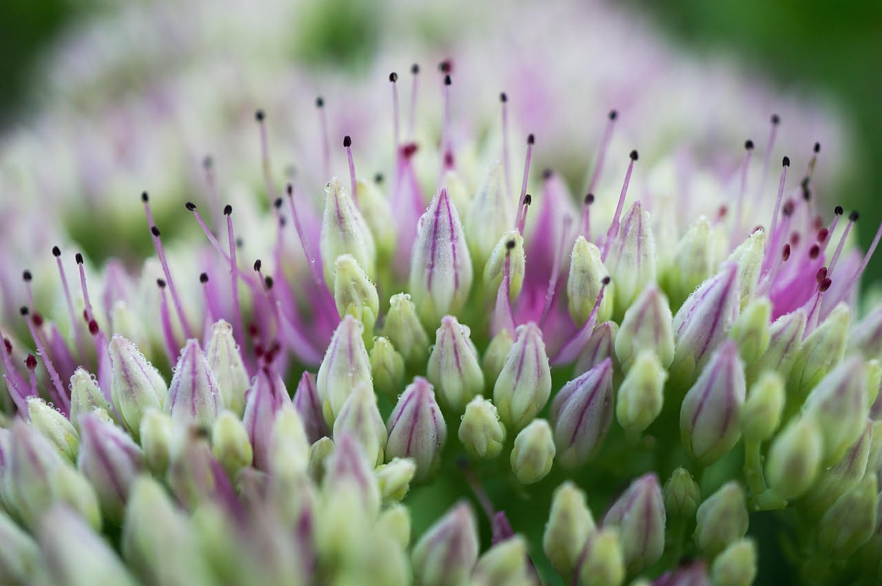 Sedum: come curare questa pianta grassa resistente