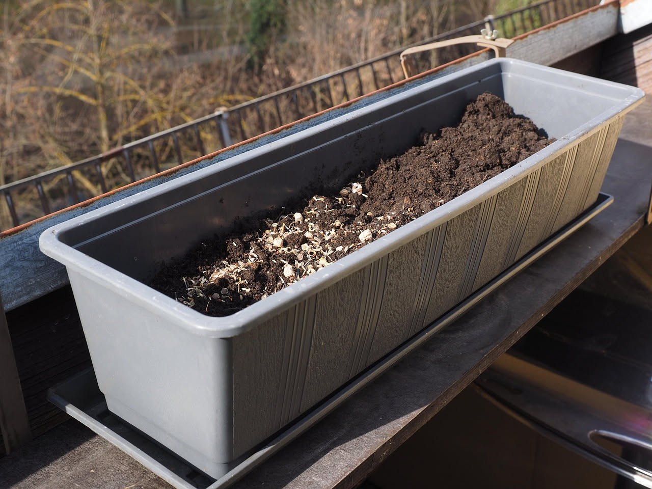 Spinaci sul balcone: come coltivarli in vaso tutto l'anno