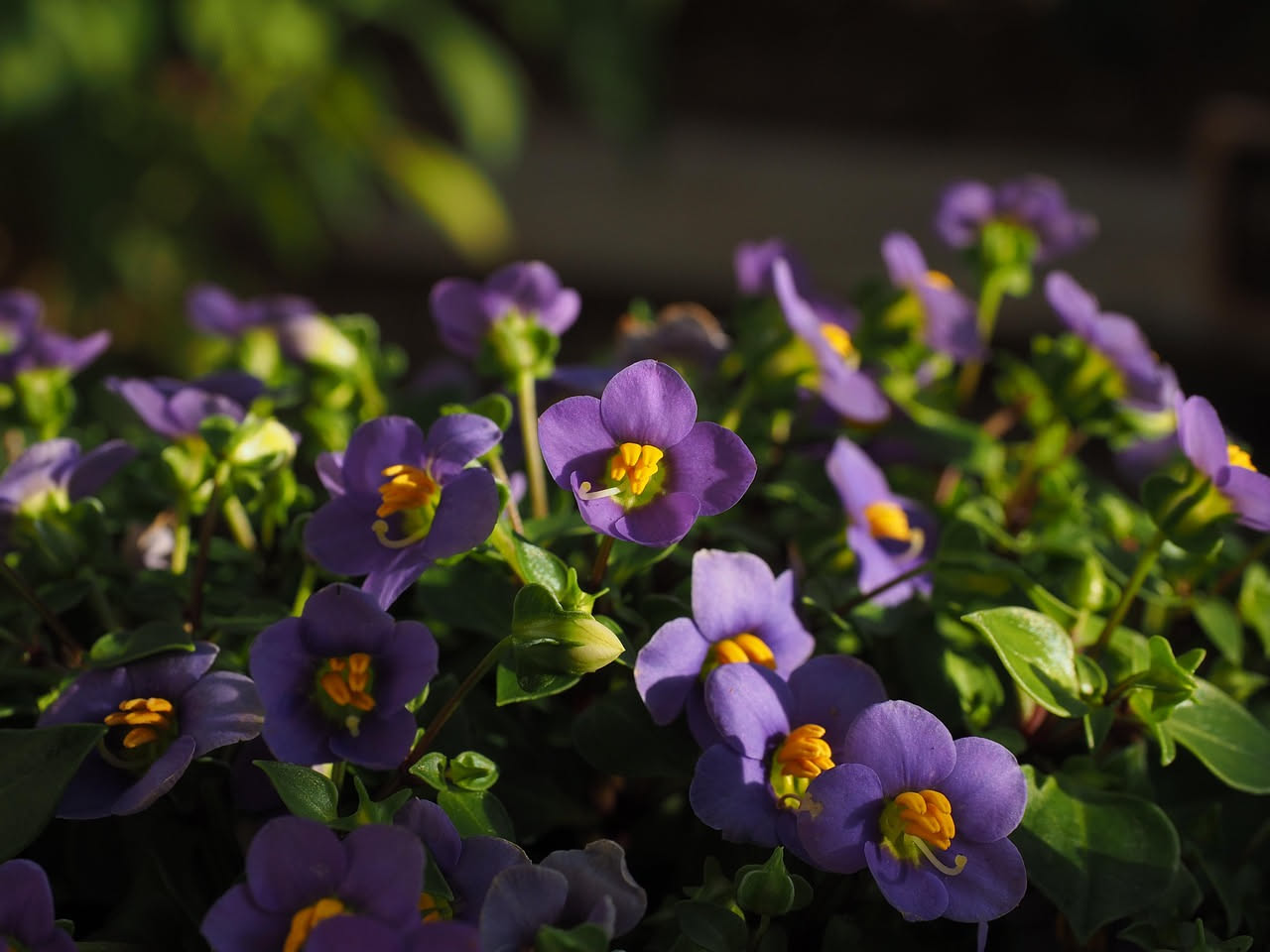 Tradescantia: come curarla e farla crescere rigogliosa