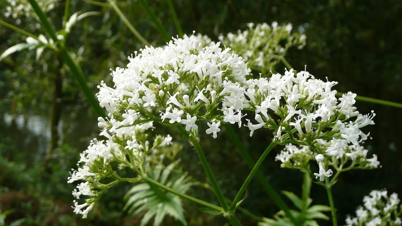 Valeriana: come coltivarla in orto e in vaso