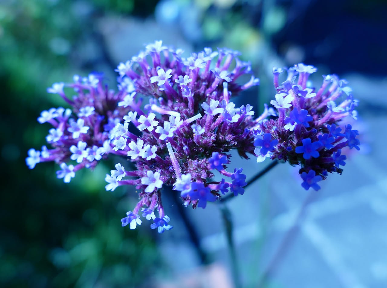 Verbena: come coltivarla in giardino e in vaso