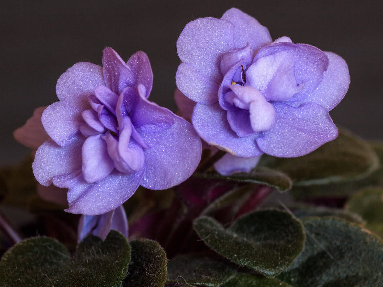 Violetta africana: come curarla e farla fiorire tutto l'anno