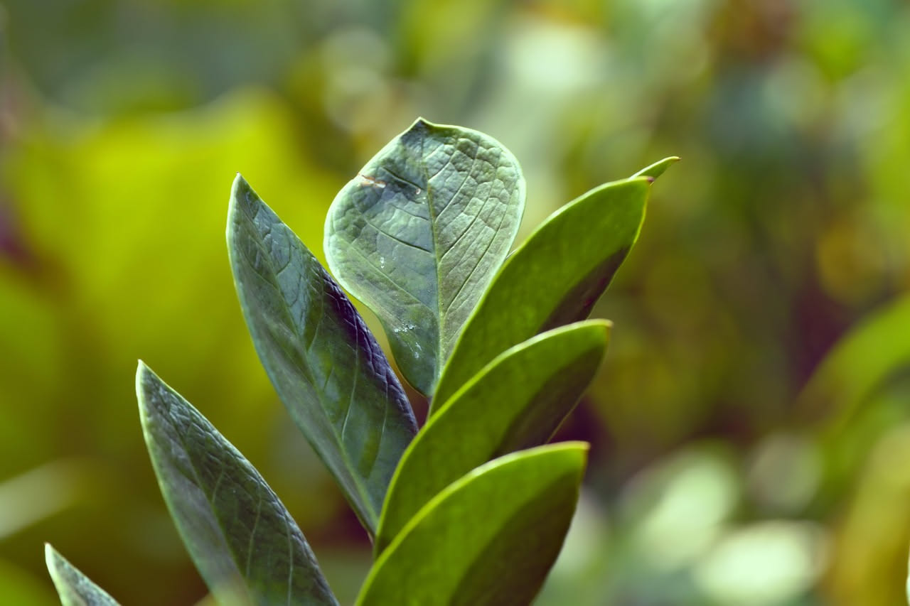 Zamioculcas: come coltivarla in casa con successo