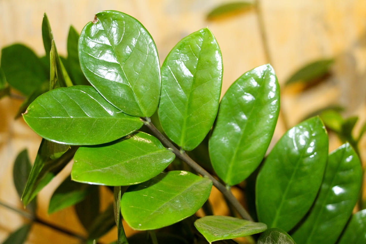 Zamioculcas, Sansevieria, Pothos: tre piante che sopravvivono a tutto