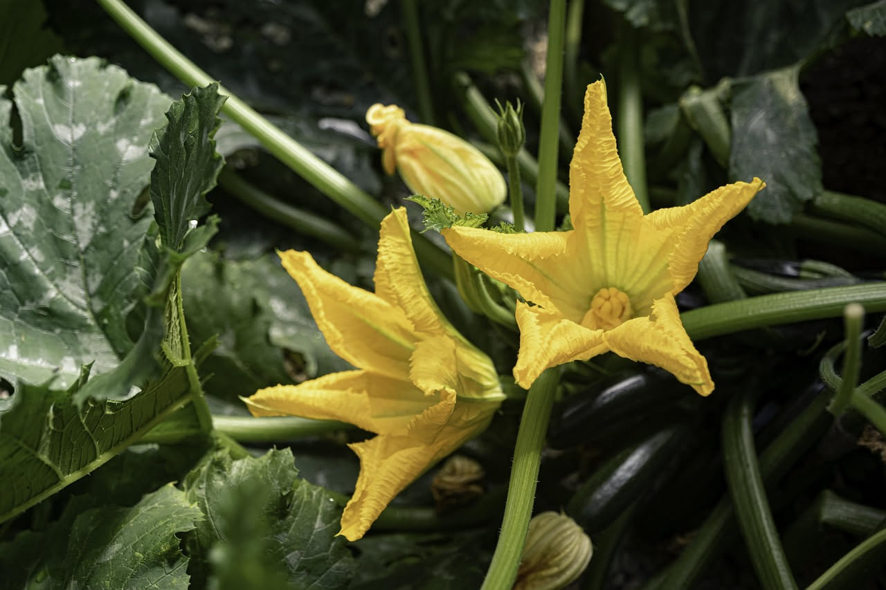 Zucchine in vaso: come coltivarle sul balcone tutto l'anno