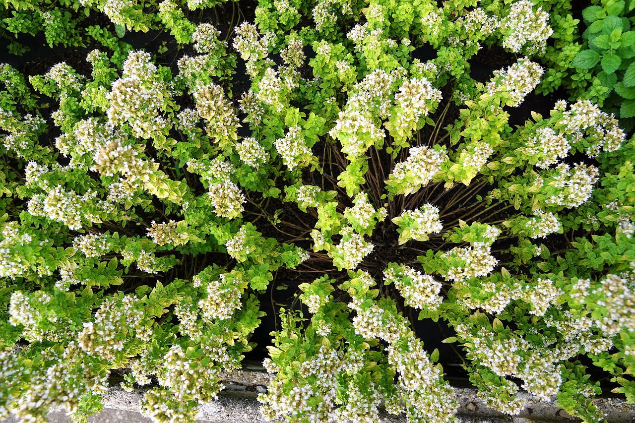 Origano rigoglioso in vaso di terracotta con foglie verde scuro, coltivato in pieno sole su un balcone estivo