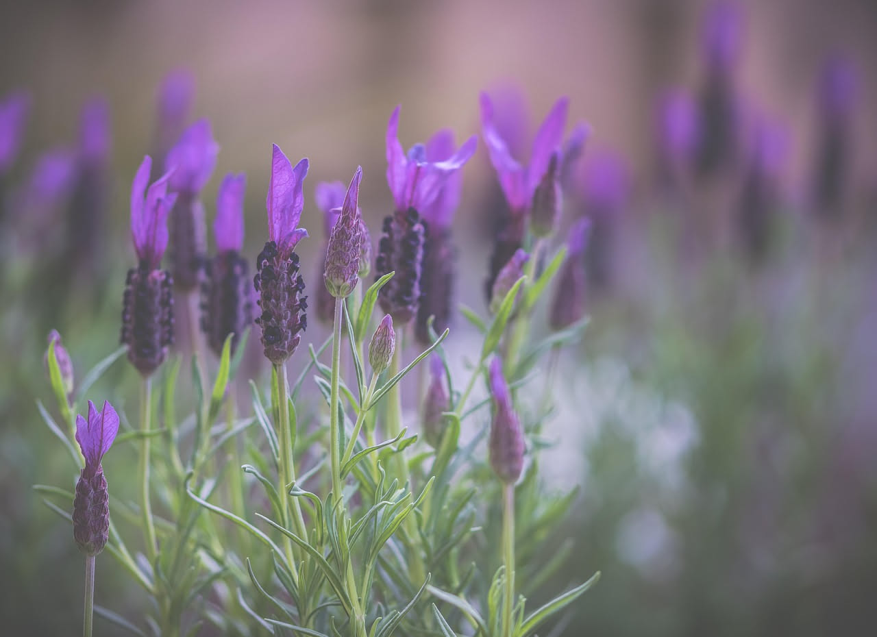 Vaso di terracotta con lavanda viola in piena fioritura, circondato da fogliame grigio-verde, su un balcone esposto al sole con sfondo di altri vasi.