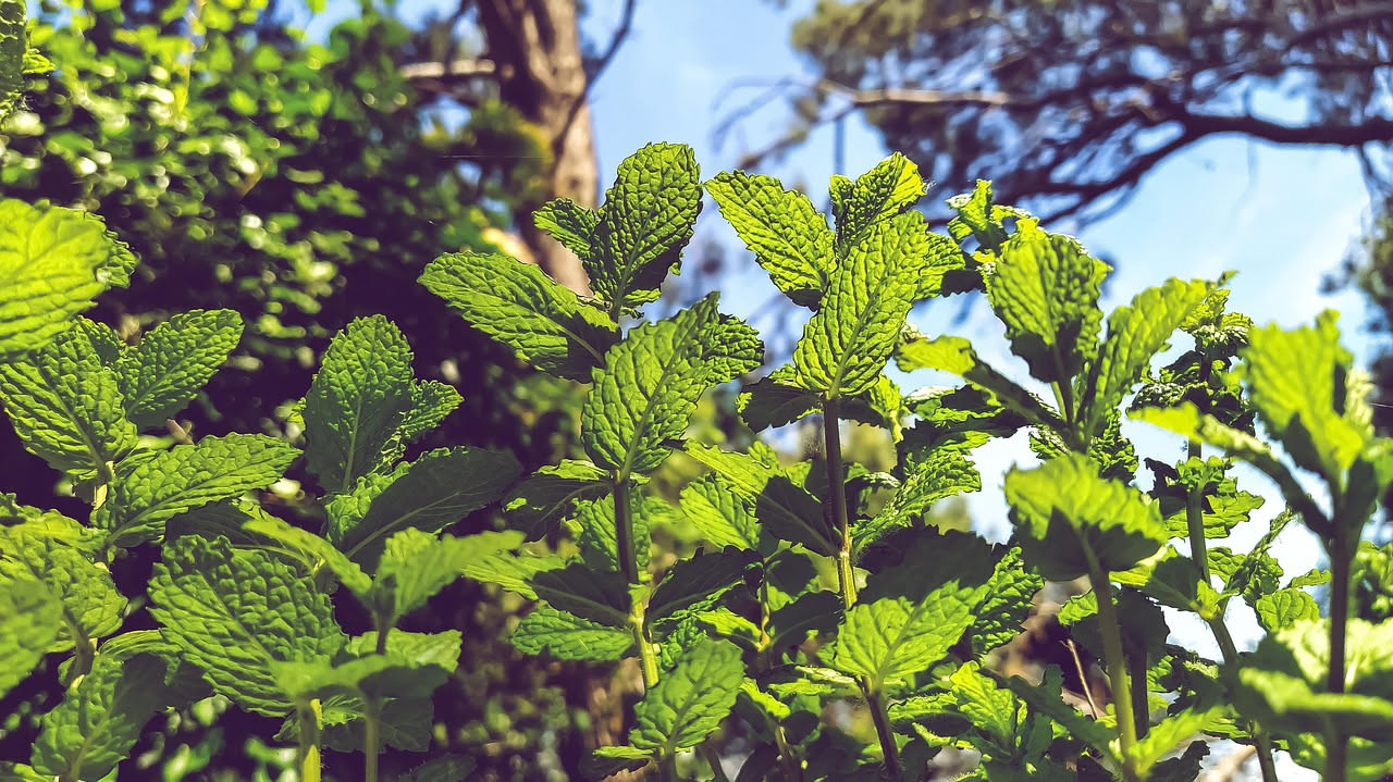 Come coltivare la menta in vaso a luglio: la guida veloce
