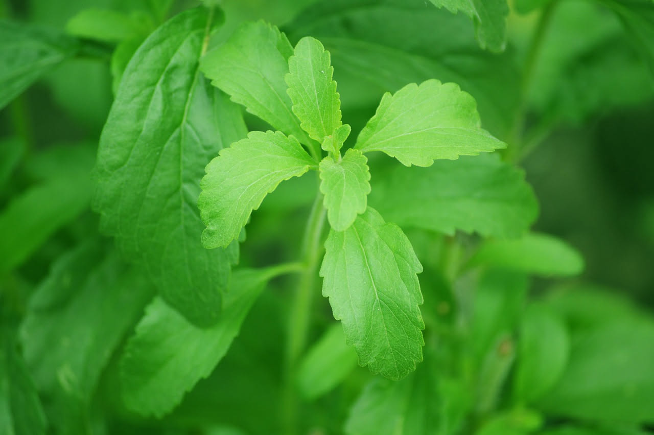 Come coltivare la stevia in vaso d'estate: la guida veloce