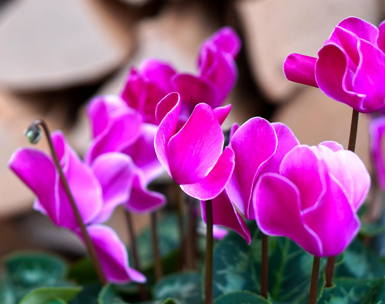 Ciclamino con fiori rosa e bianchi in vaso di terracotta posizionato su una mensola ombreggiata vicino a una finestra con tende trasparenti