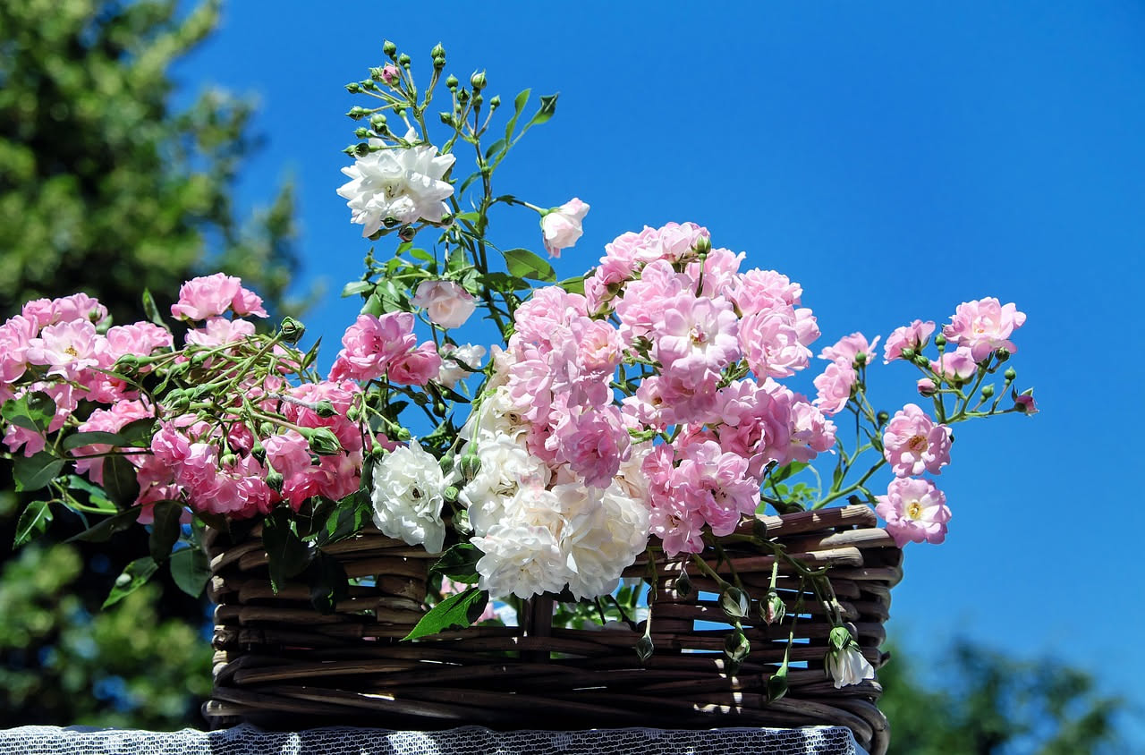 Come curare le rose durante il caldo di luglio: i consigli utili