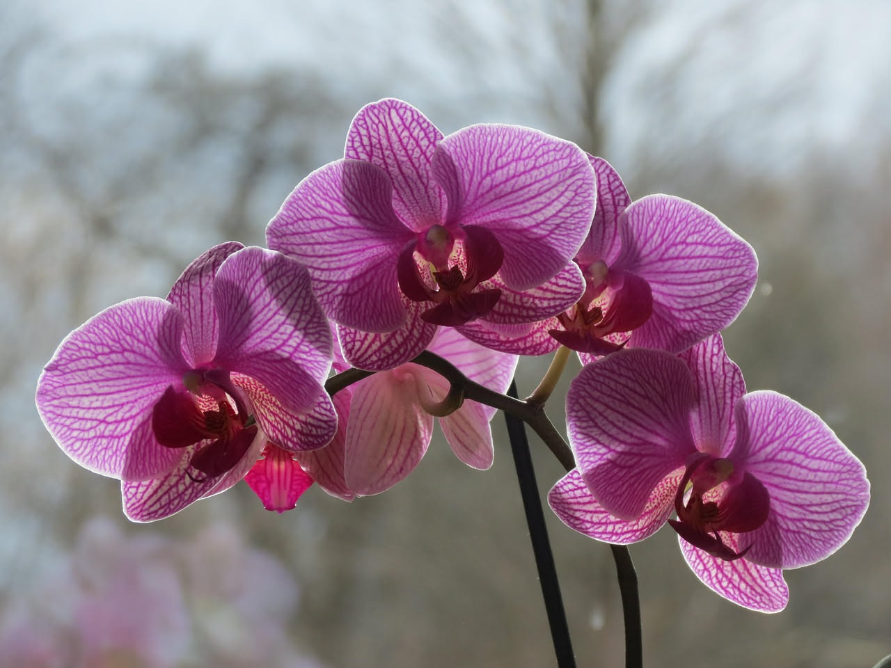 Orchidee Phalaenopsis con fiori rosa e bianco poste su un davanzale ombreggiato, con una finestra velata da tenda leggera e nebulizzatore in primo piano