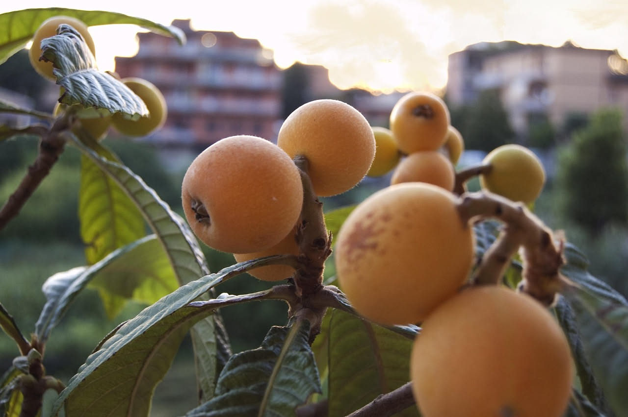 Da dove arriva l'uva che matura d'estate: le origini