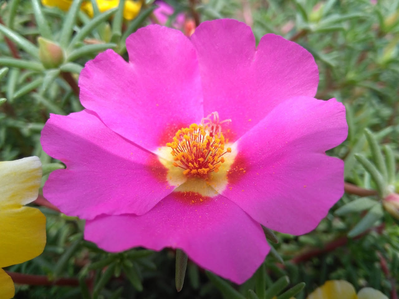 Da dove arriva la portulaca commestibile: la storia della pianta