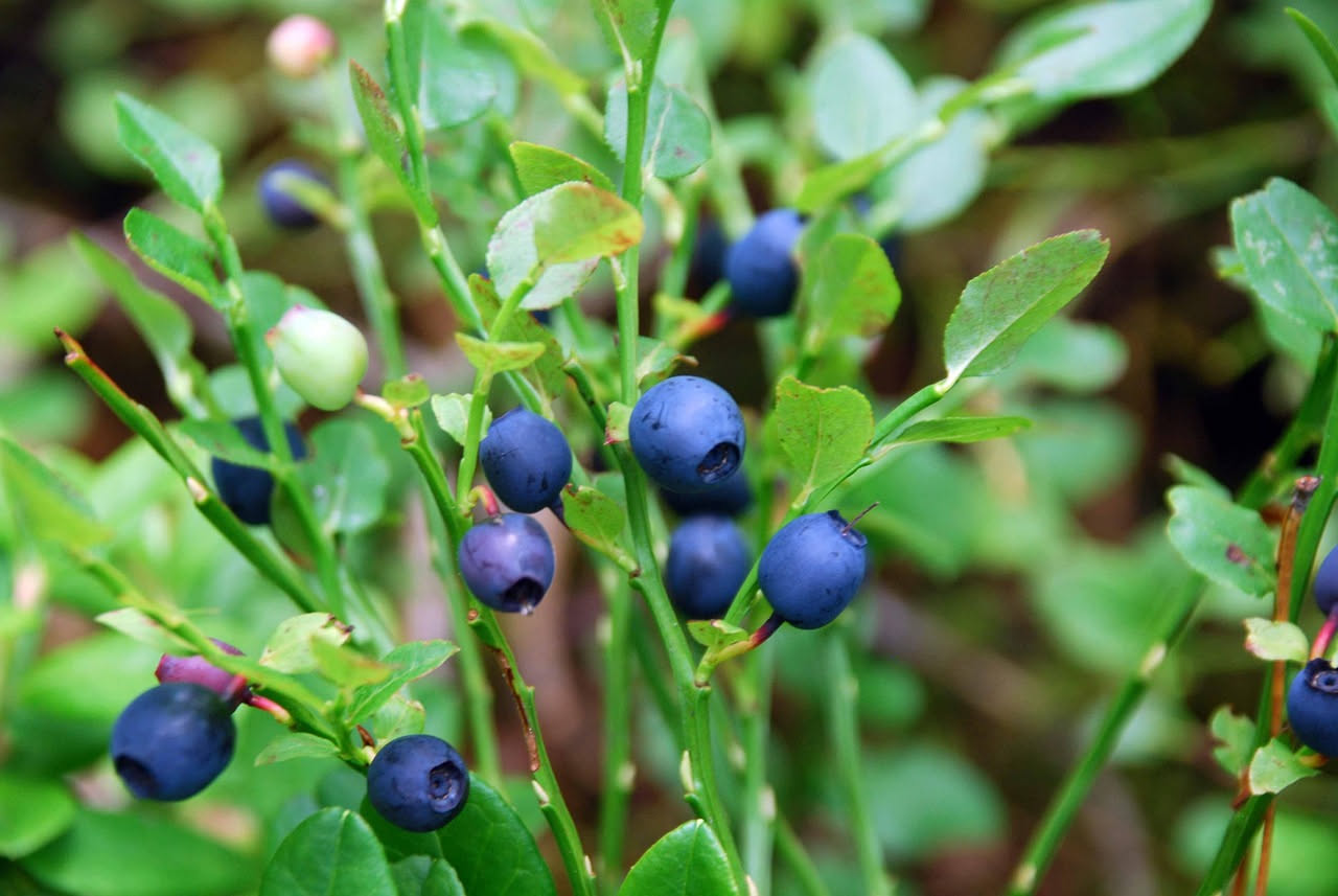 Mirtilli blu scuro appena colti su rami verdi con foglie lucide, disposti su un cesto di vimini in legno naturale sotto luce estiva