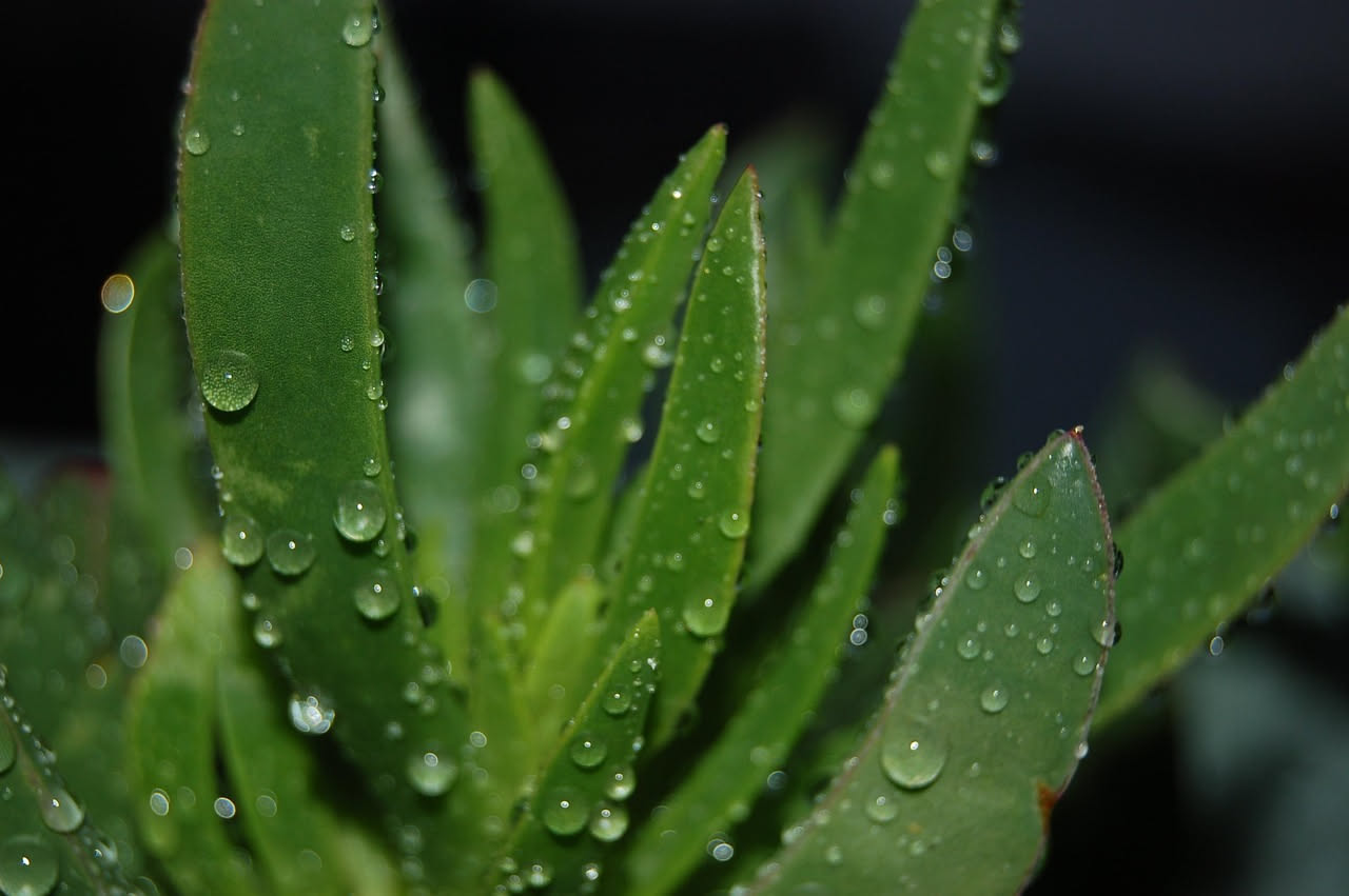 Da dove viene l'aloe delle zone calde: le origini della pianta