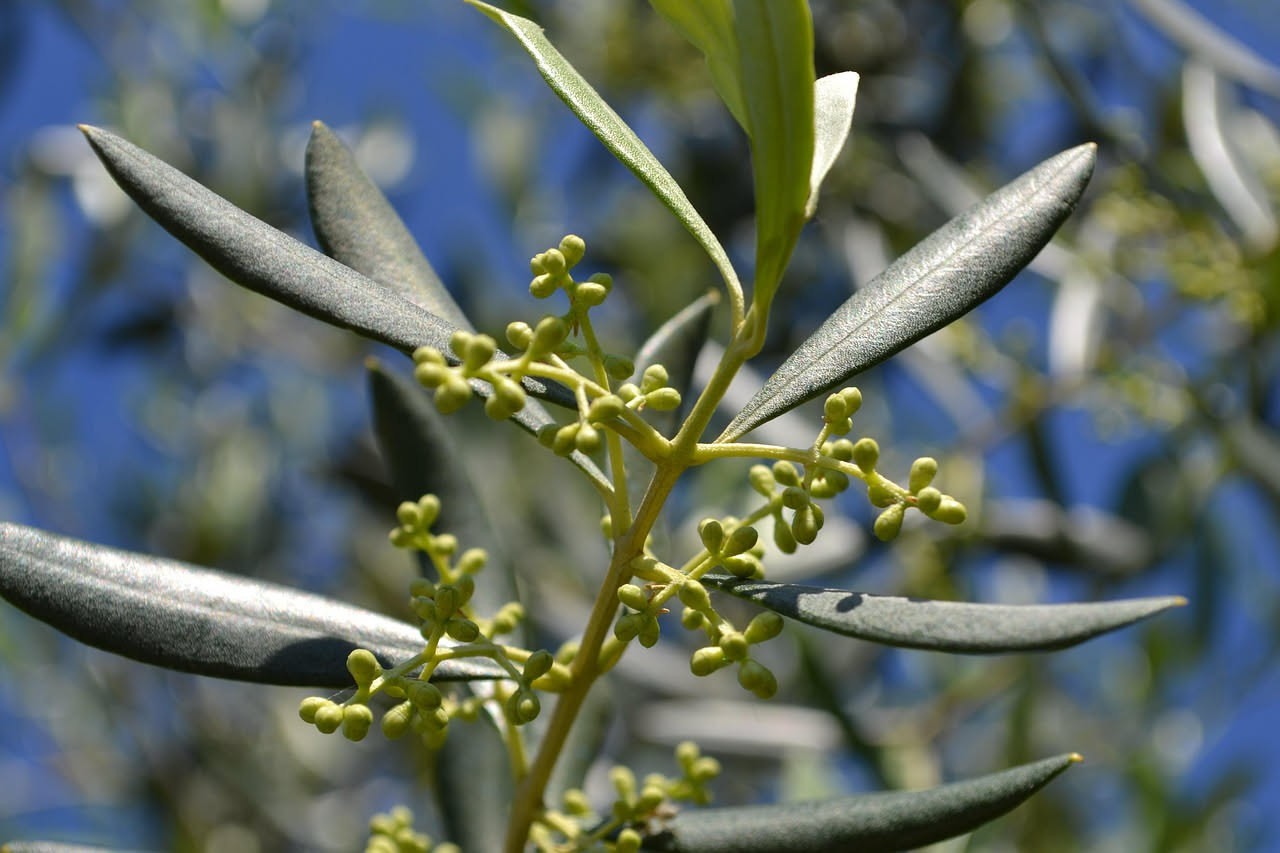 Fiori maschi e femmine: come distinguerli (e perché conta nell'orto)