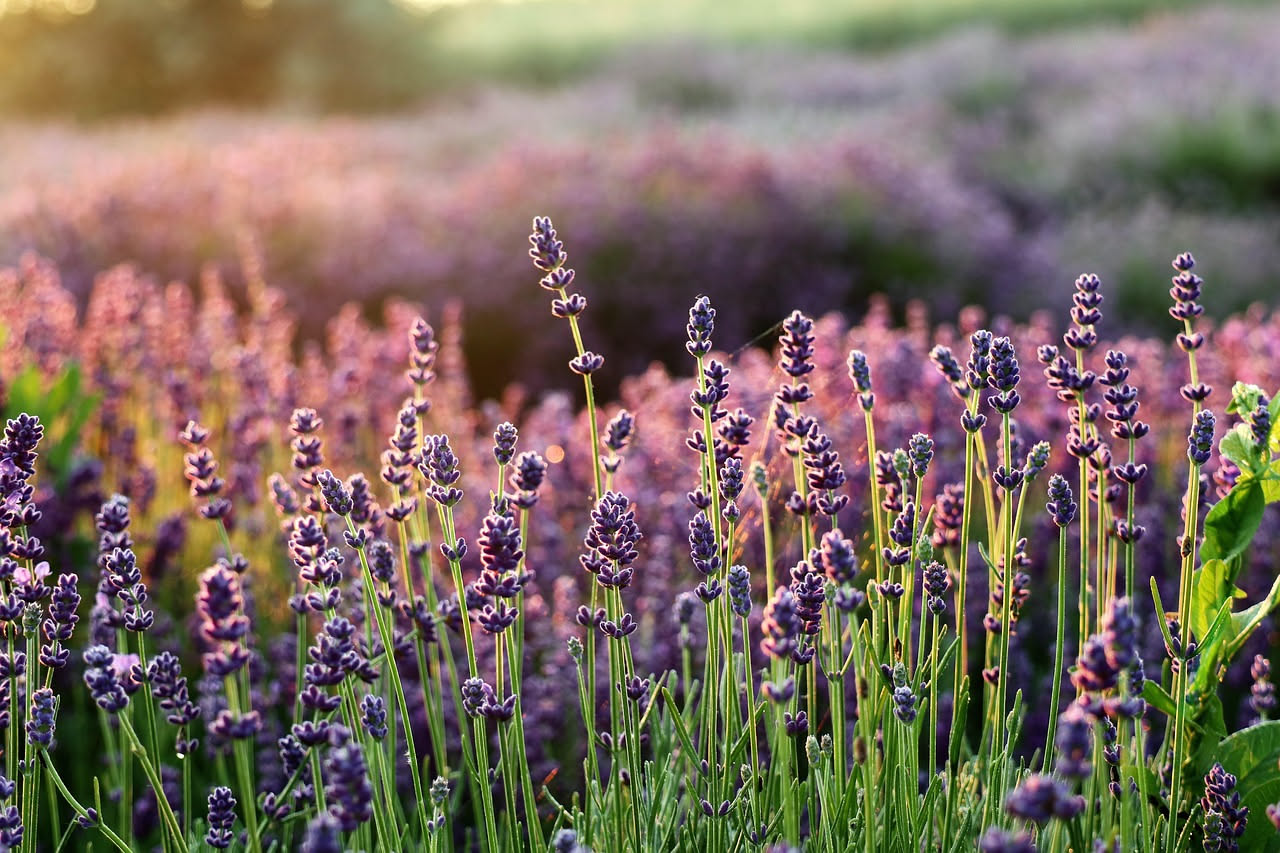 Perché la lavanda ama il sole pieno: la spiegazione