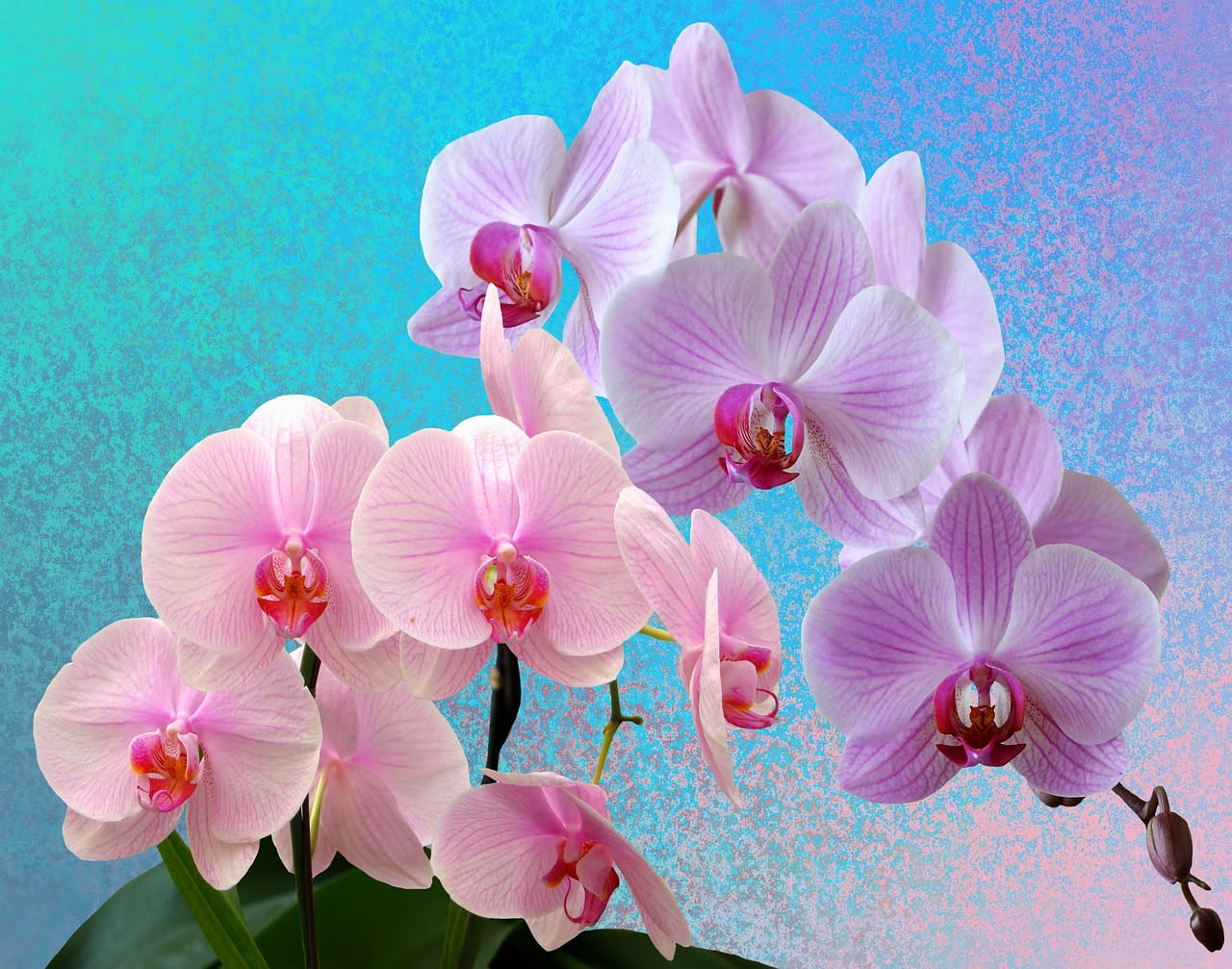 Perché le orchidee non rifioriscono: ecco cosa controllare