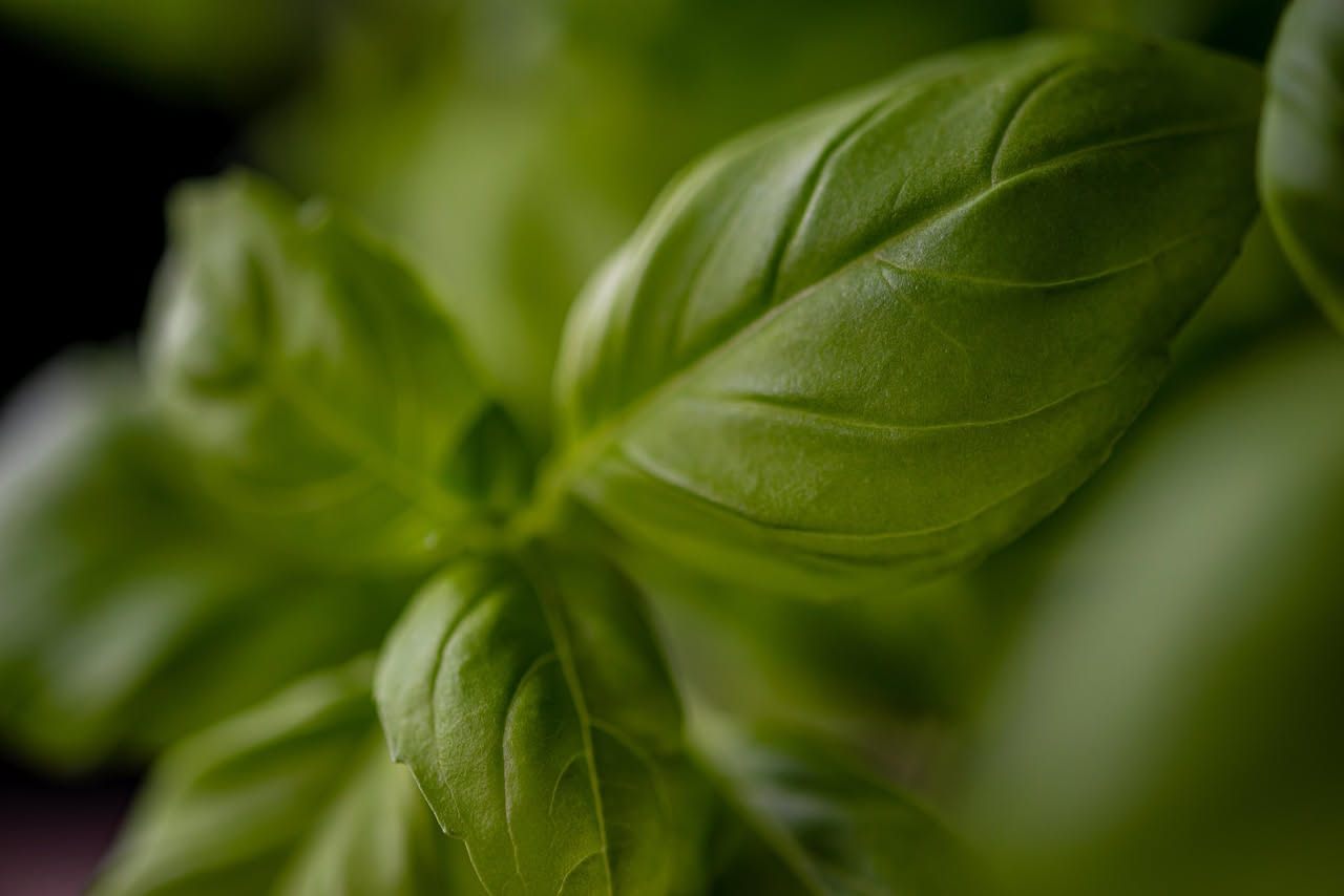 Qual è l'origine del basilico nella cucina italiana: la storia