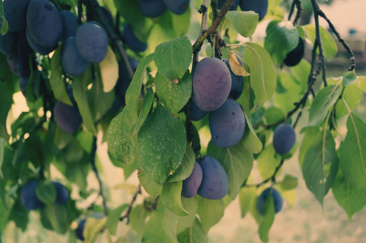 Qual è l'origine della prugna estiva: la storia del frutto