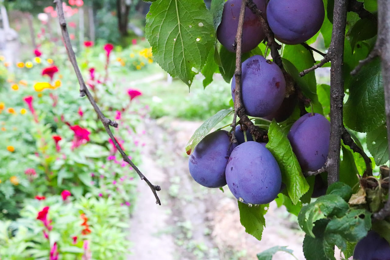 Susine rosse e gialle appena colte su rami di susino con foglie verdi in una giornata soleggiata estiva