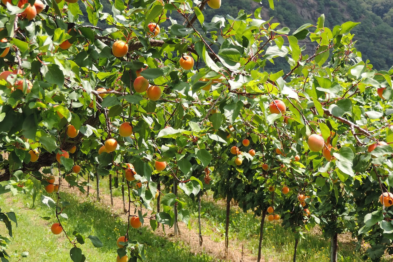 Qual è la storia dell'uva da tavola: le origini del frutto