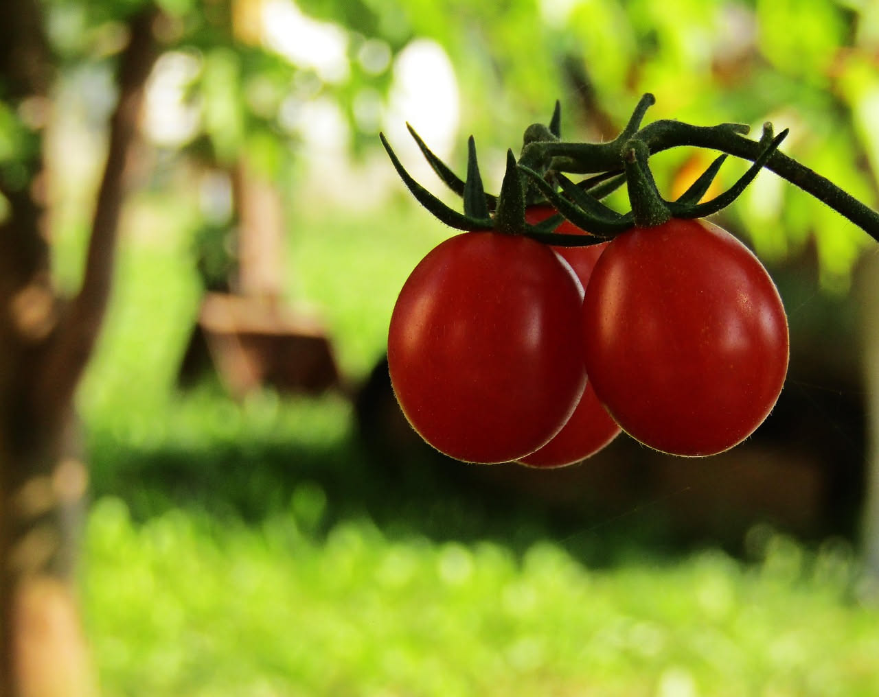Qual è la storia del pomodoro da conserva: le origini curiose
