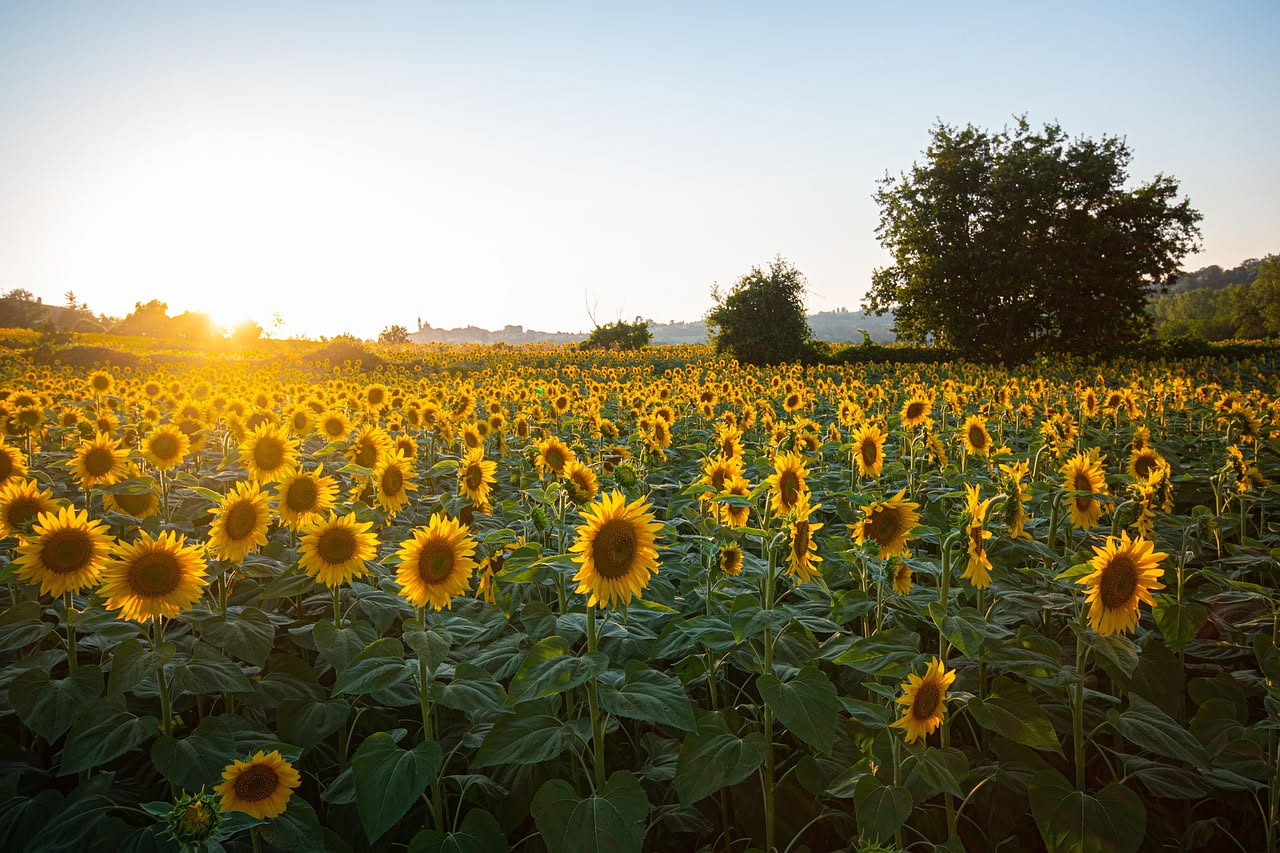 Campo di girasoli alti con fiori gialli completamente aperti verso il sole, con nuvole bianche in cielo azzurro e una fattoria in lontananza