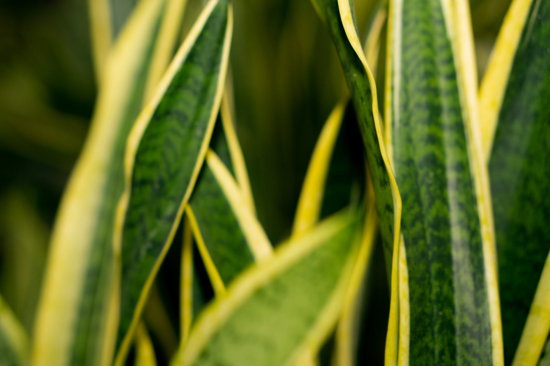 Aloe con foglie arricciate: come capire se e sete o marciume