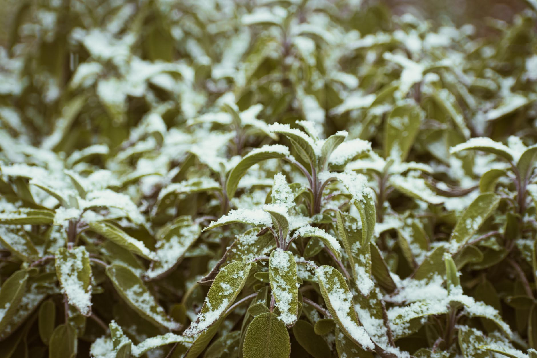 Aromatiche che superano l inverno in vaso