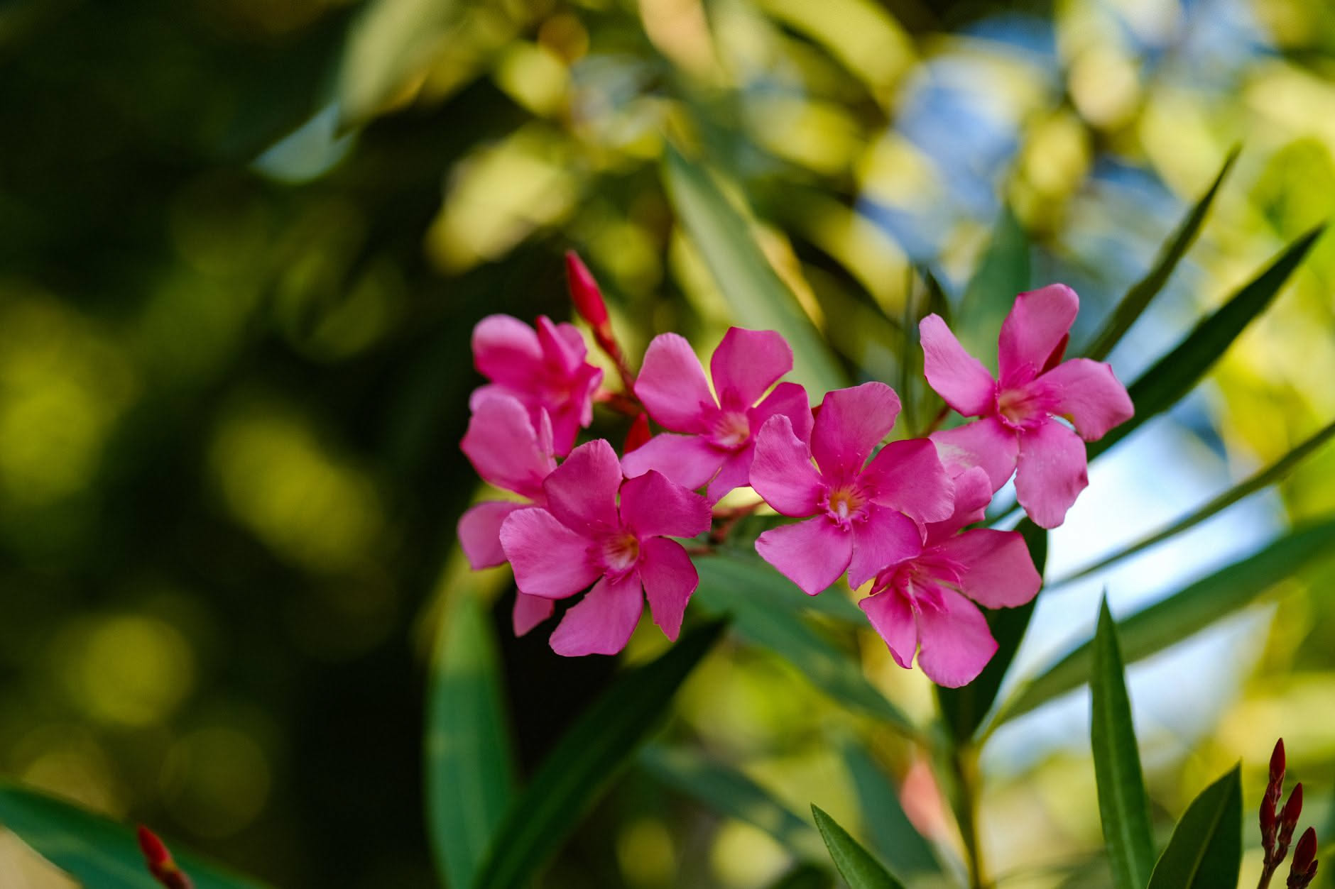 Bouganville: quando e come potarla senza perdere i fiori