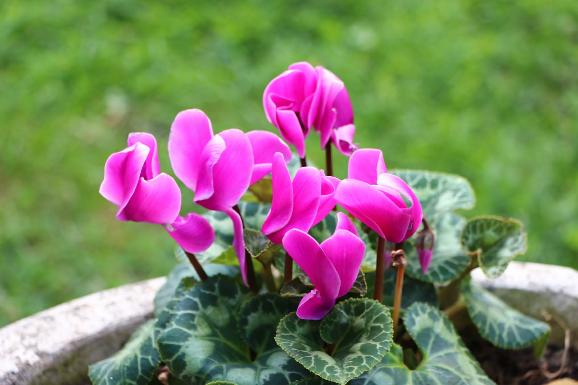 Ciclamino con foglie gialle o fiori che cadono: le cause